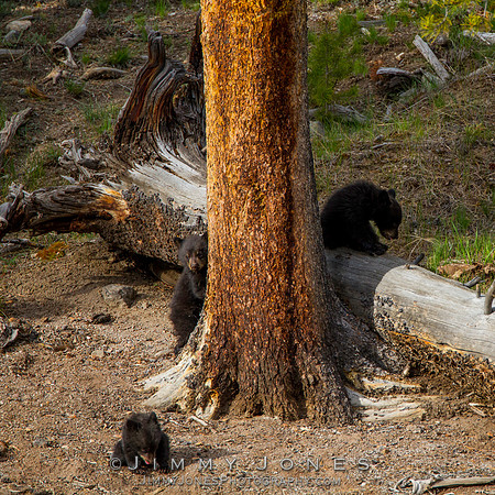 Black Bear Cubs