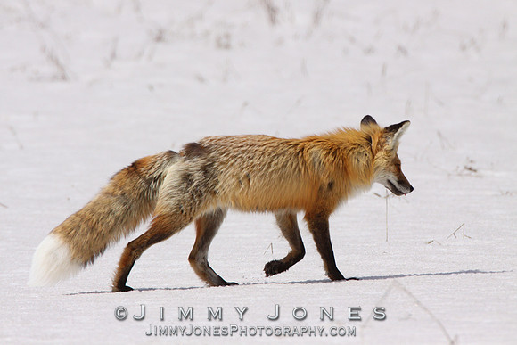 Red Fox