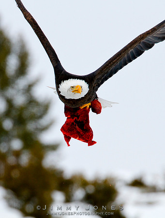 Bald Eagle