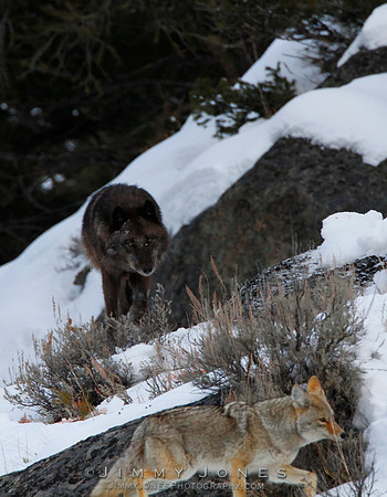 Wolf 754M / Coyote