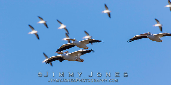 White Pelicans