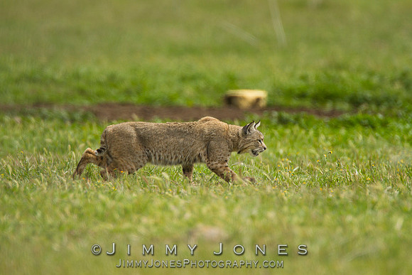 Bobcat