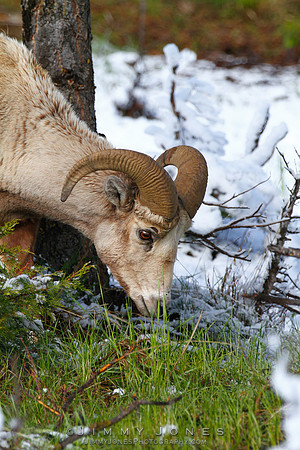 Northern Rockies Big Horn - CS/P0372