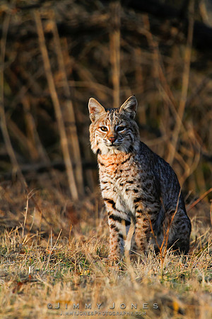 Bobcat
