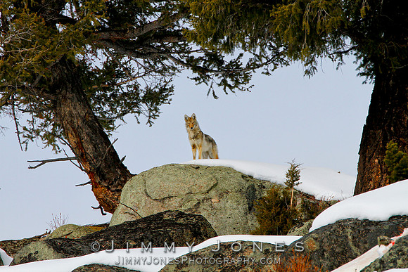 Coyote