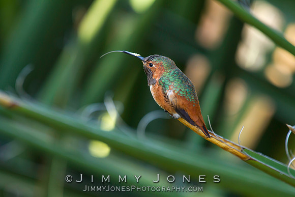 Rufous Hummingbird