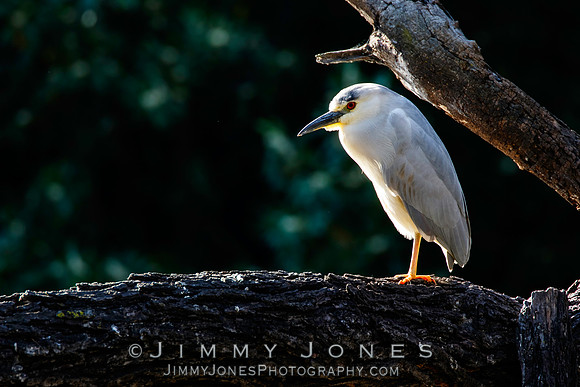 Black-crowned Night-Heron