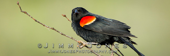 Red-Winged Blackbird - BS/P0055