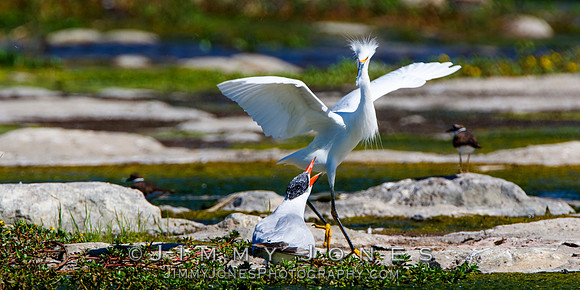 Snowy Egret with Elegant Tern