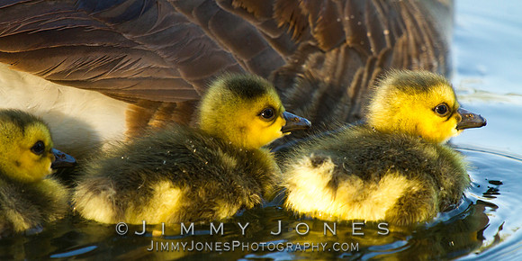 Canadian Goose Chicks