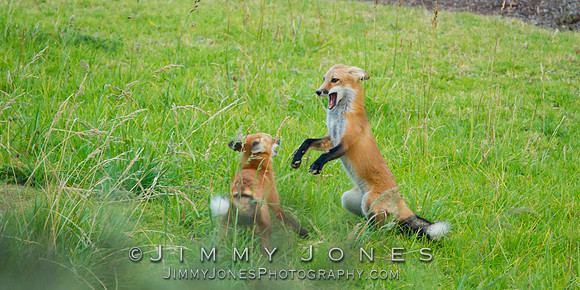Red Fox