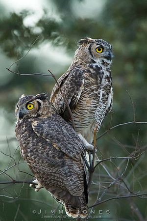 Great Horned Owls - CS/P0312