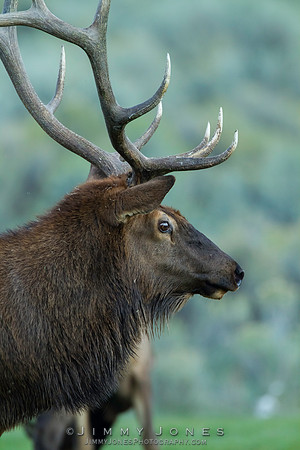 Bull Elk