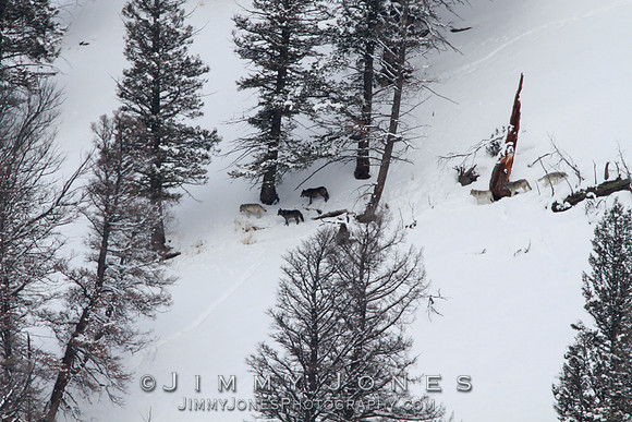 Lamar Canyon Pack