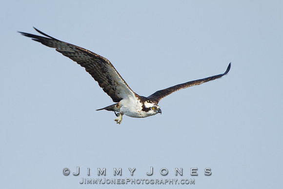 Osprey