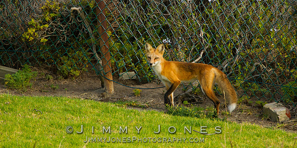 Red Fox