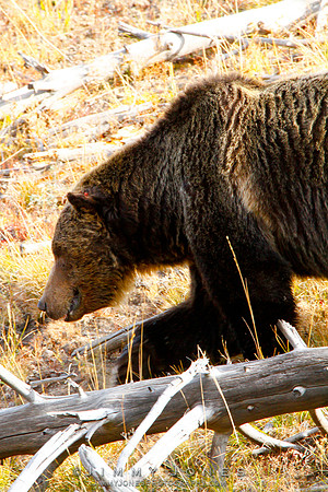 Scarface Grizzly
