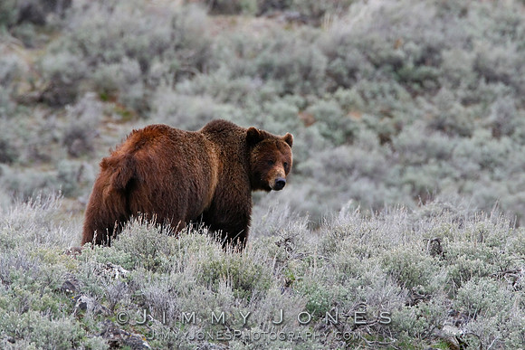 Grizzly Bear Boar