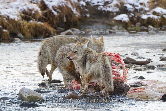 Coyotes at Elk Carcass in River