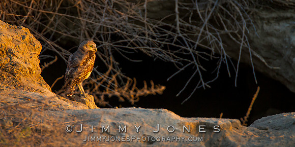 Burrowing Owl - BS/P0059