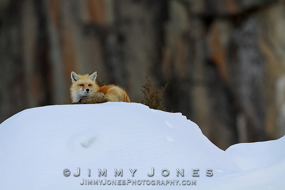 Red Fox
