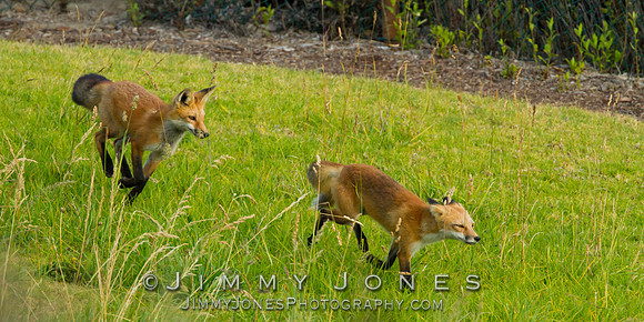 Red Fox