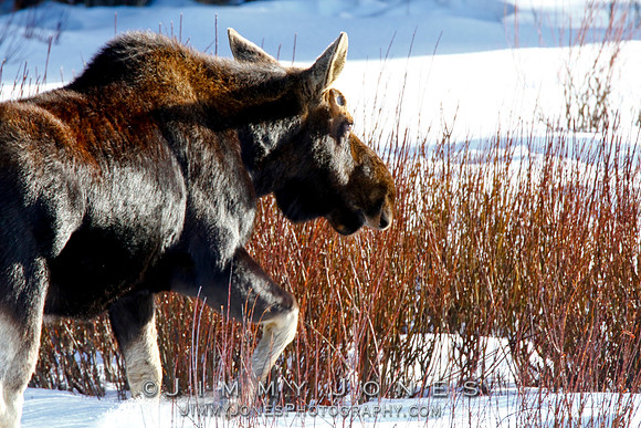 Moose