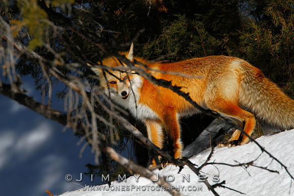Red Fox