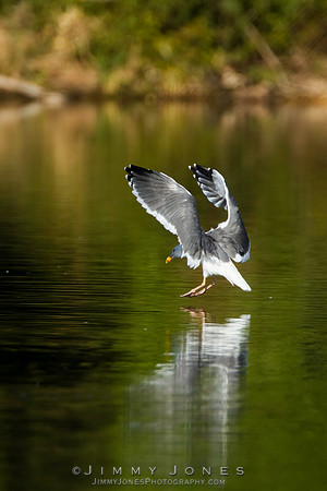 California Gull