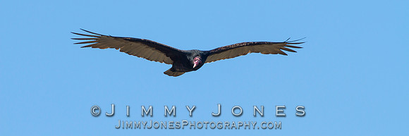 Turkey Vulture - BS/P0070