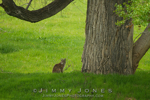 Bobcat