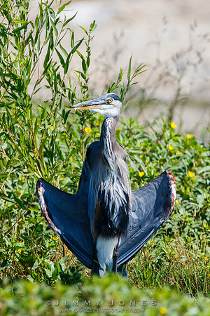 Great Blue Heron