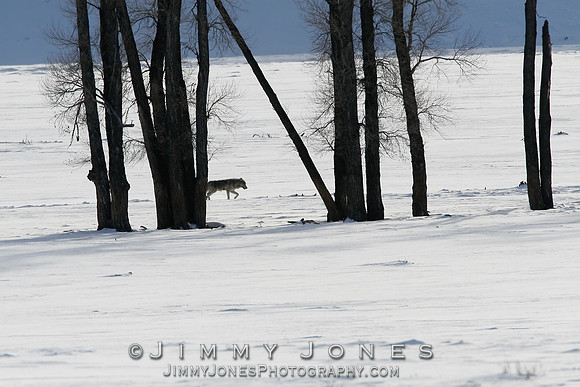 Lone Gray Wolf