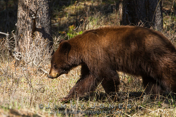 Black Bear