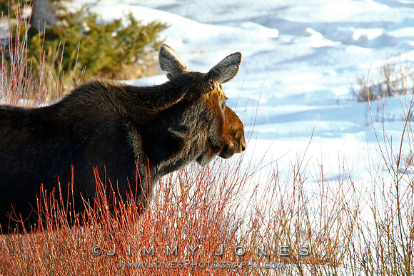 Moose