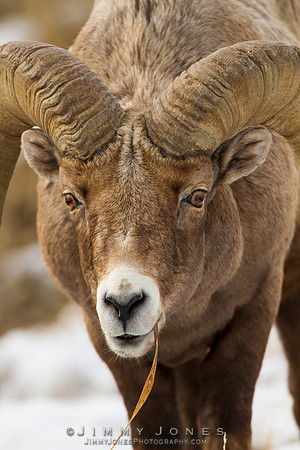 Northern Rockies Big Horn - CS/P0367