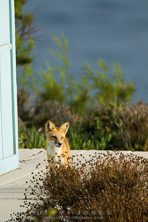 Red Fox