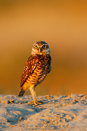Burrowing Owl