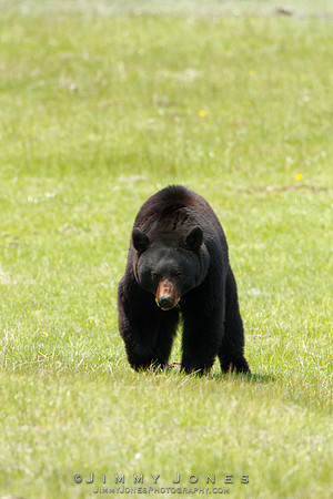 Black Bear