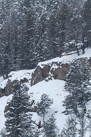 Lamar Canyon Wolf