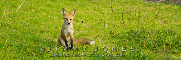 Red Fox