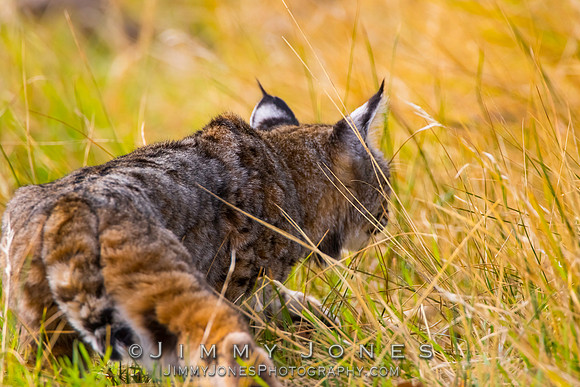Bobcat