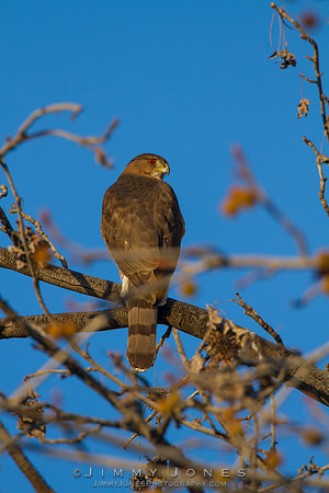Cooper's Hawk