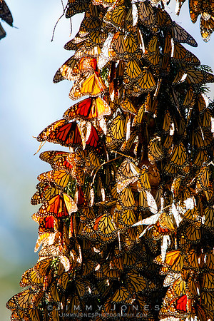 Monarch Cluster