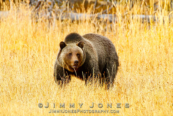 Grizzly Bear Boar