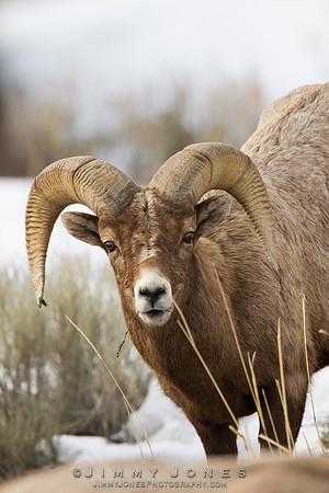 Northern Rockies Big Horn - CS/P0366