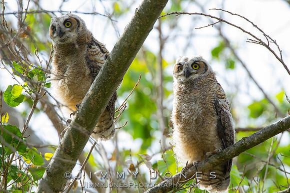 Great Horned Owlets