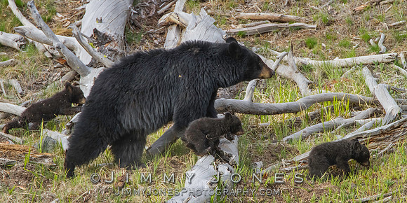 Black Bear Sow with Cubs