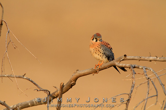 American Kestrel