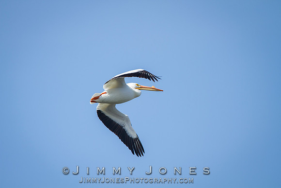 American White Pelican
